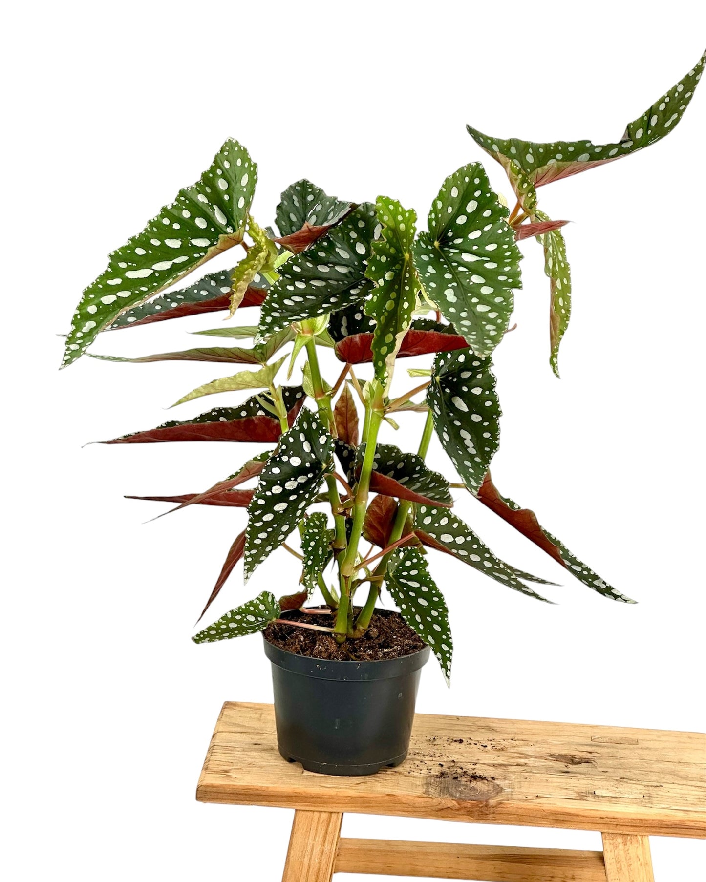 Bégonia Maculata ''Bubbles''