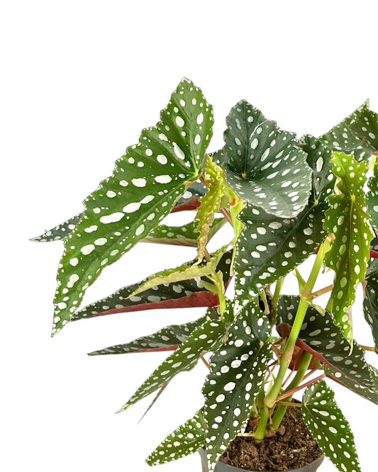 Bégonia Maculata ''Bubbles''