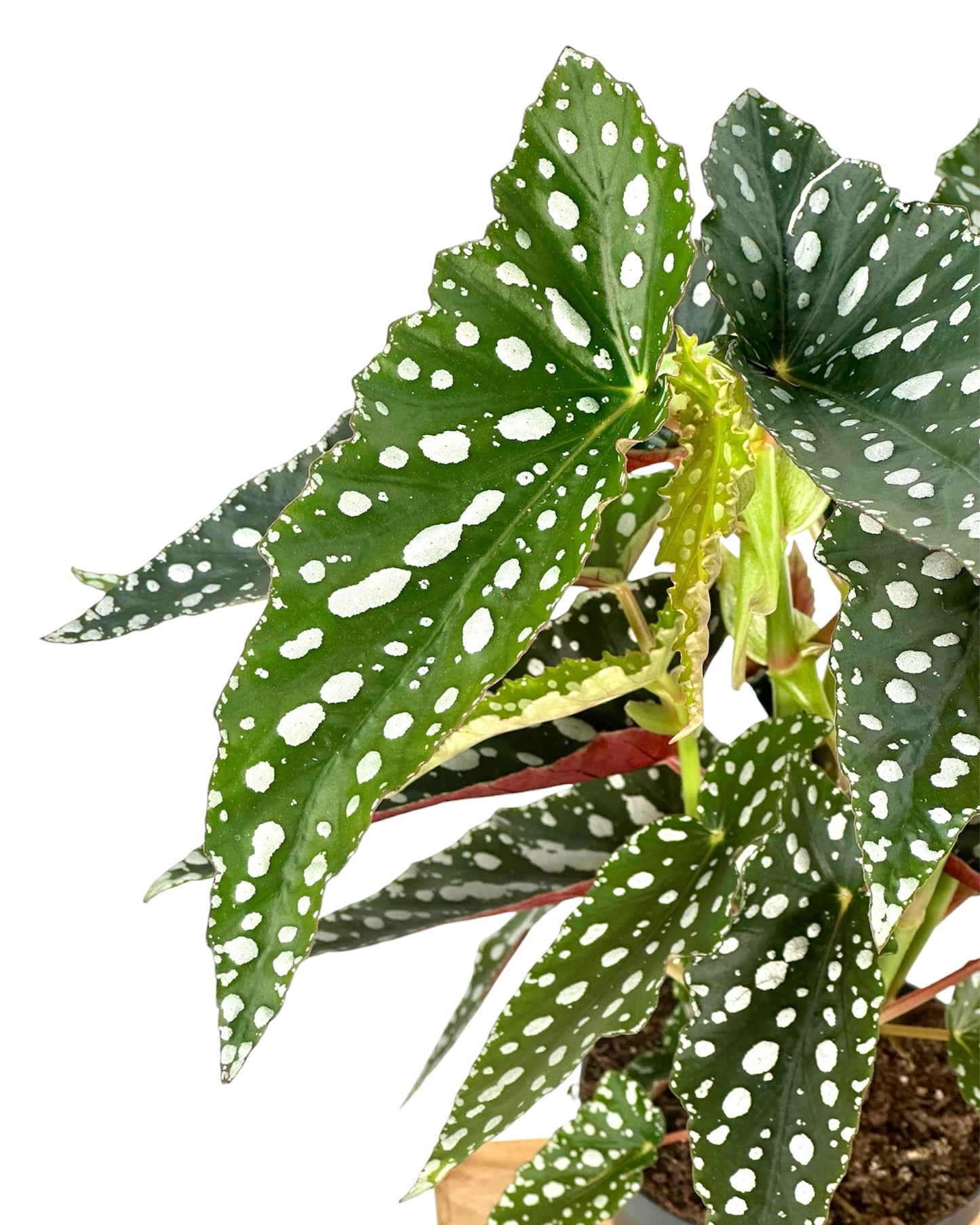 Bégonia Maculata ''Bubbles''