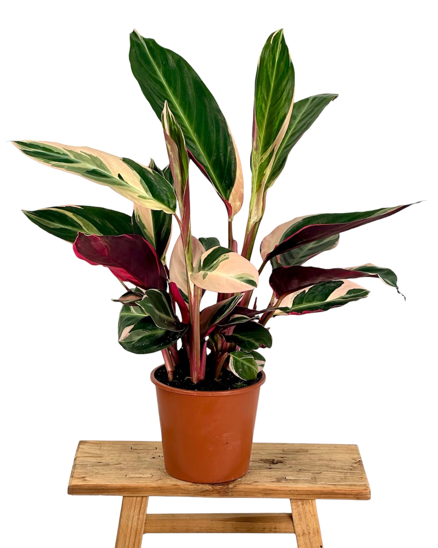 Calathea Triostar