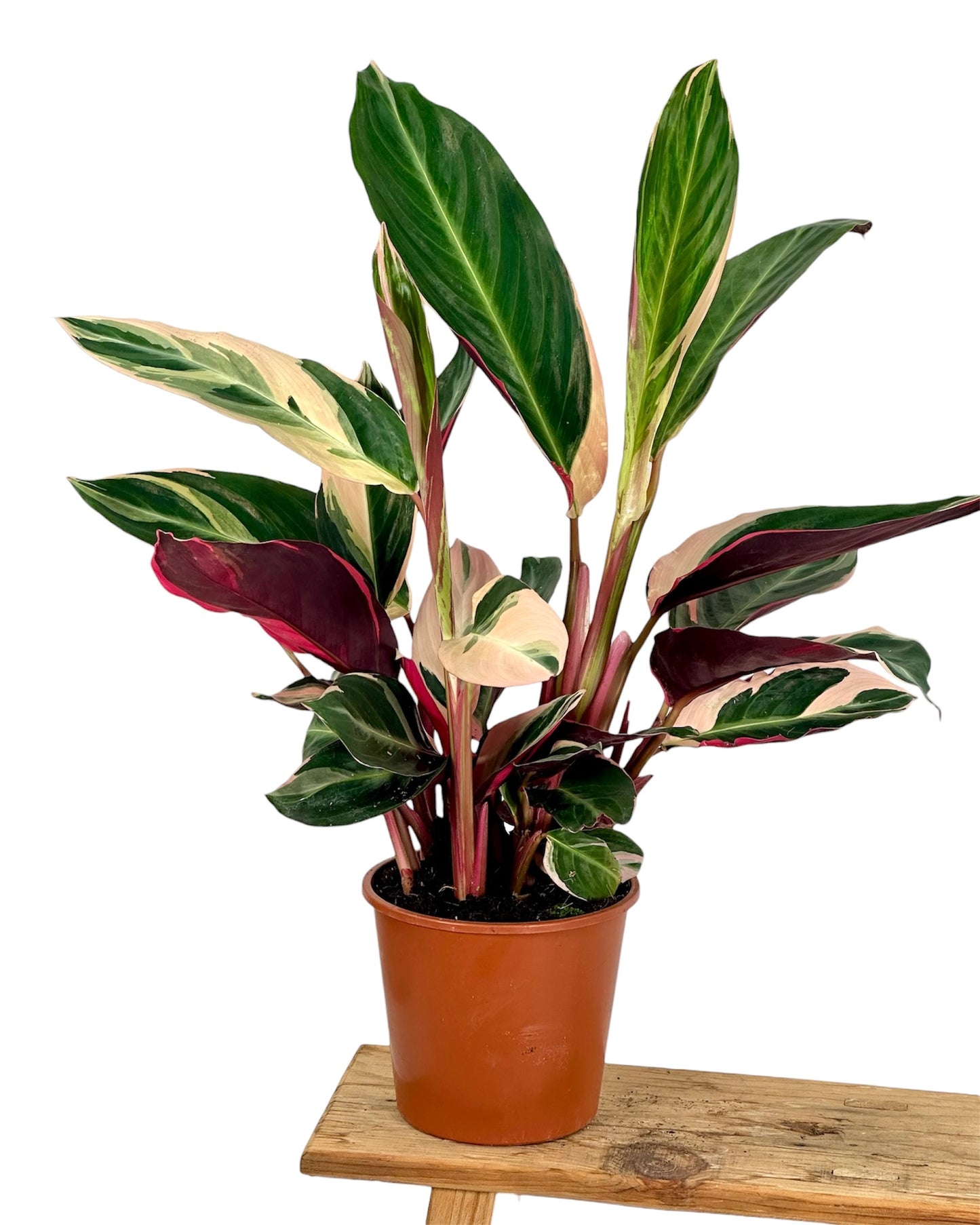 Calathea Triostar