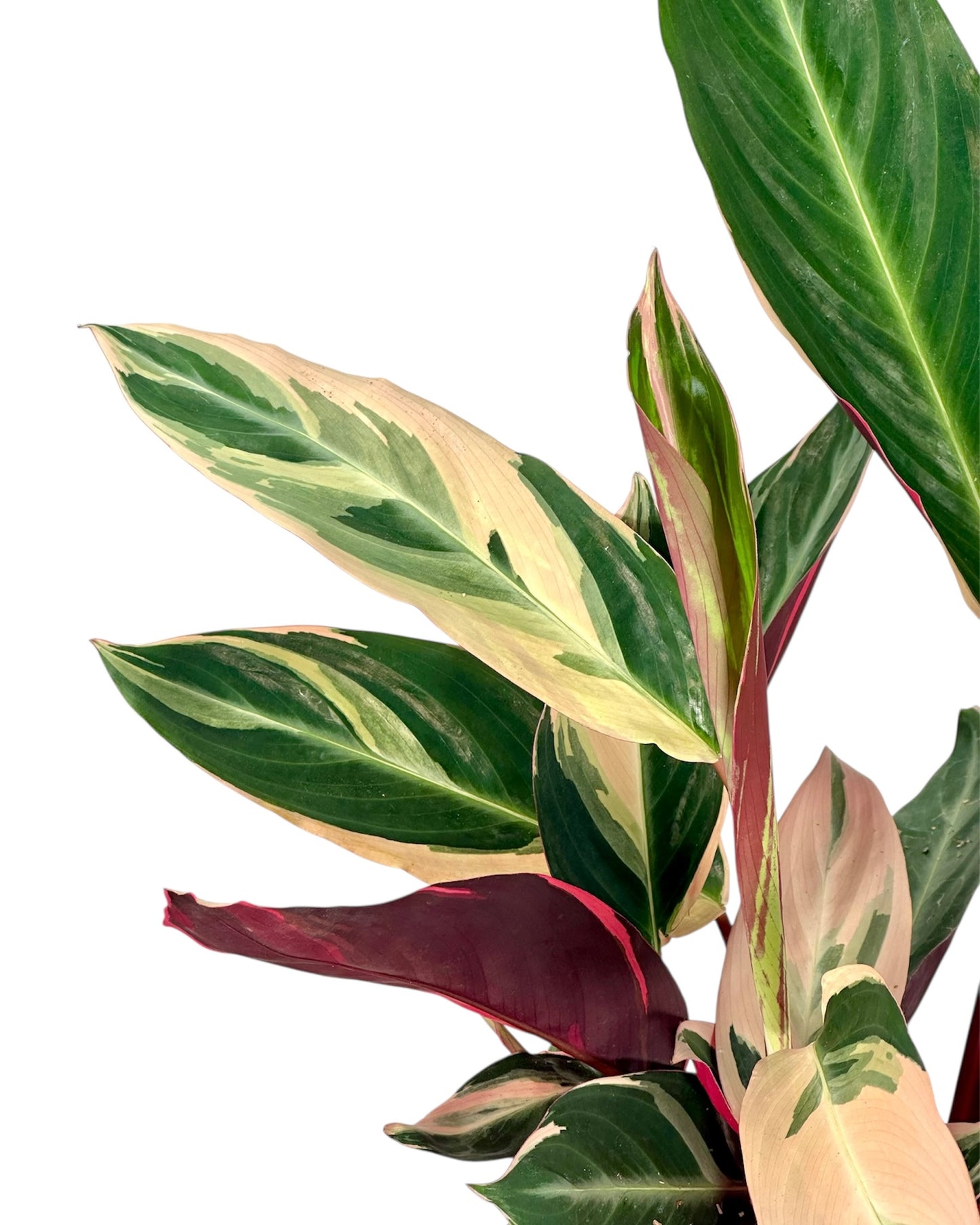 Calathea Triostar