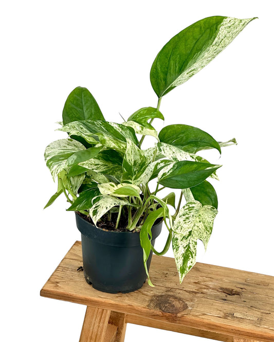 Epipremnum Pinnatum Marble variegata