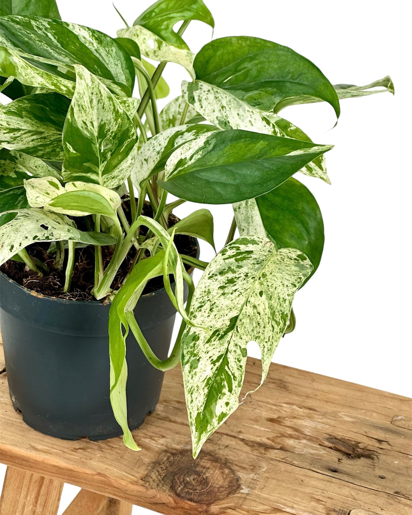 Epipremnum Pinnatum Marble variegata