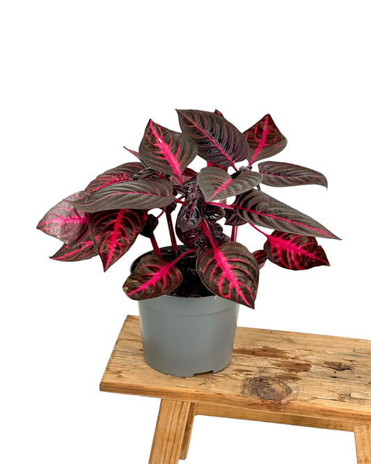 Iresine Herbstii Red