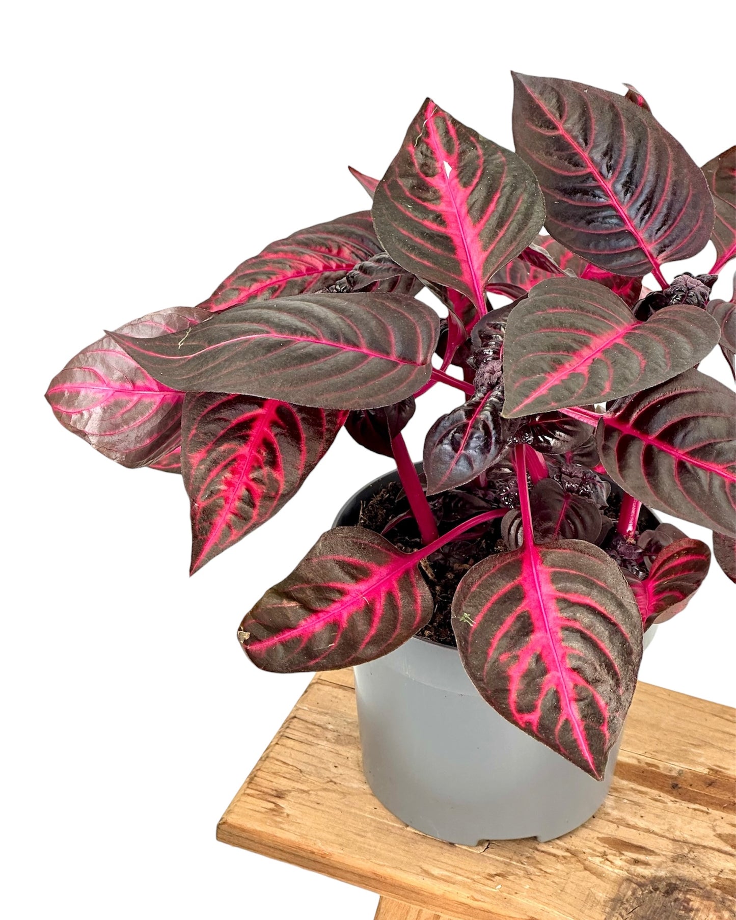 Iresine Herbstii Red