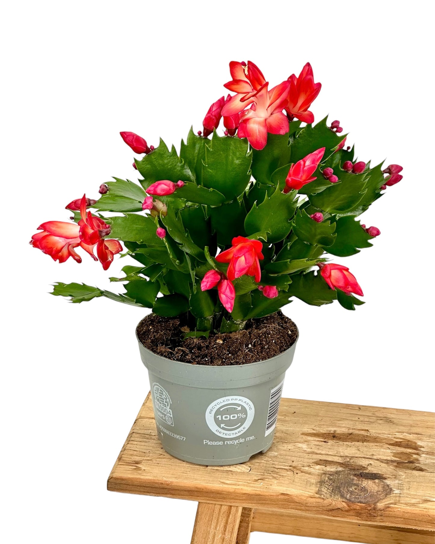 Schlumbergera - Cactus de Noël - Rouge