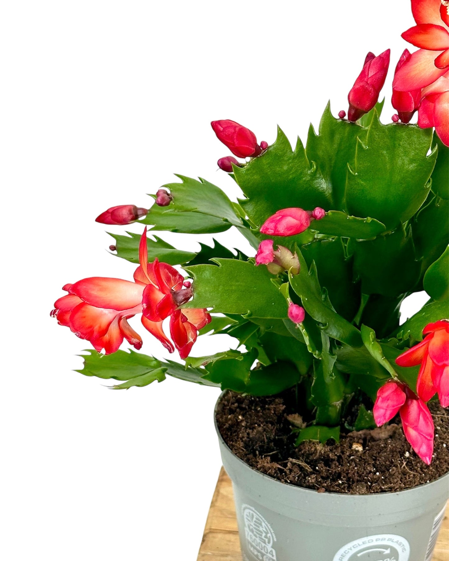 Schlumbergera - Cactus de Noël - Rouge