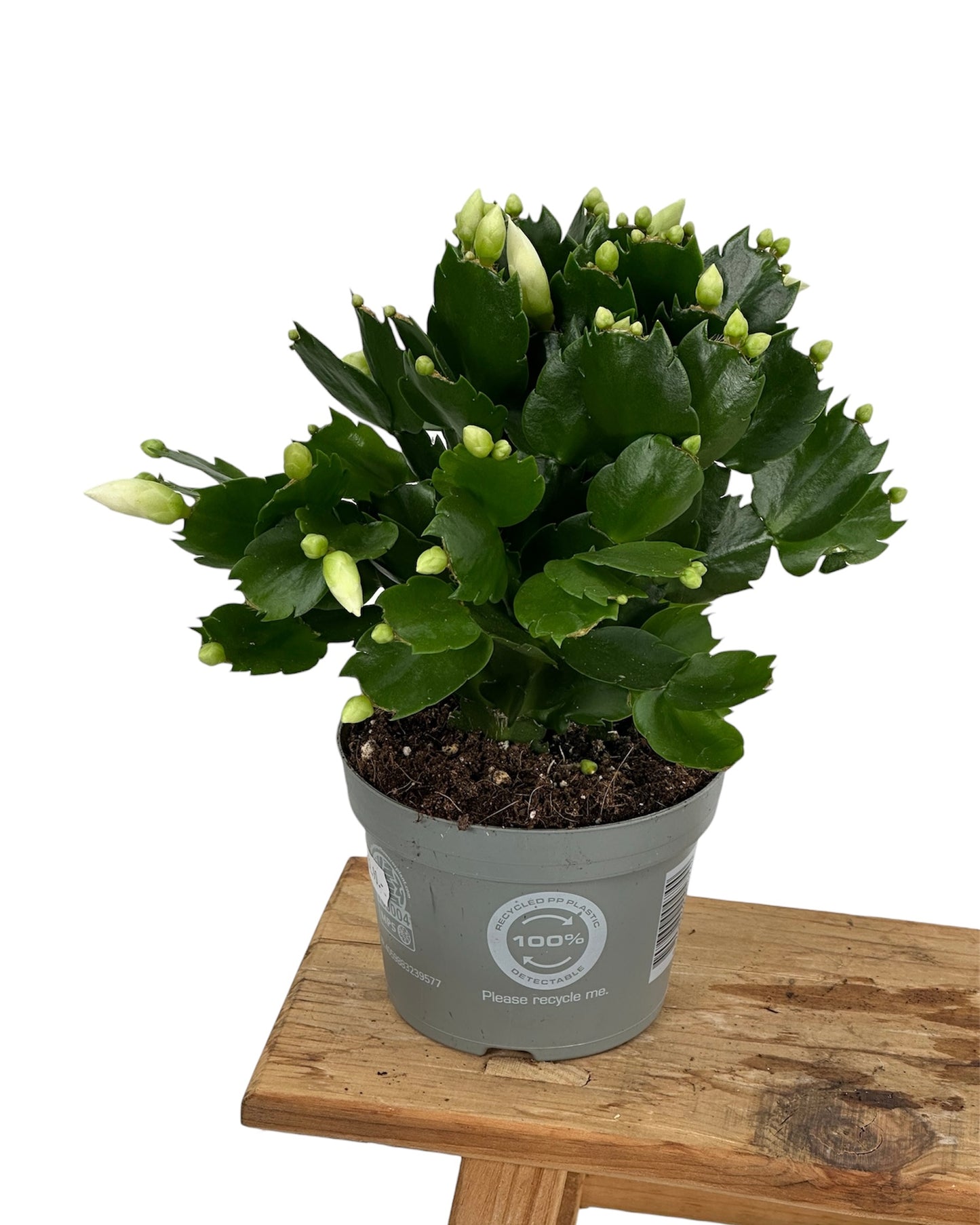 Schlumbergera - Cactus de Noël - Blanc