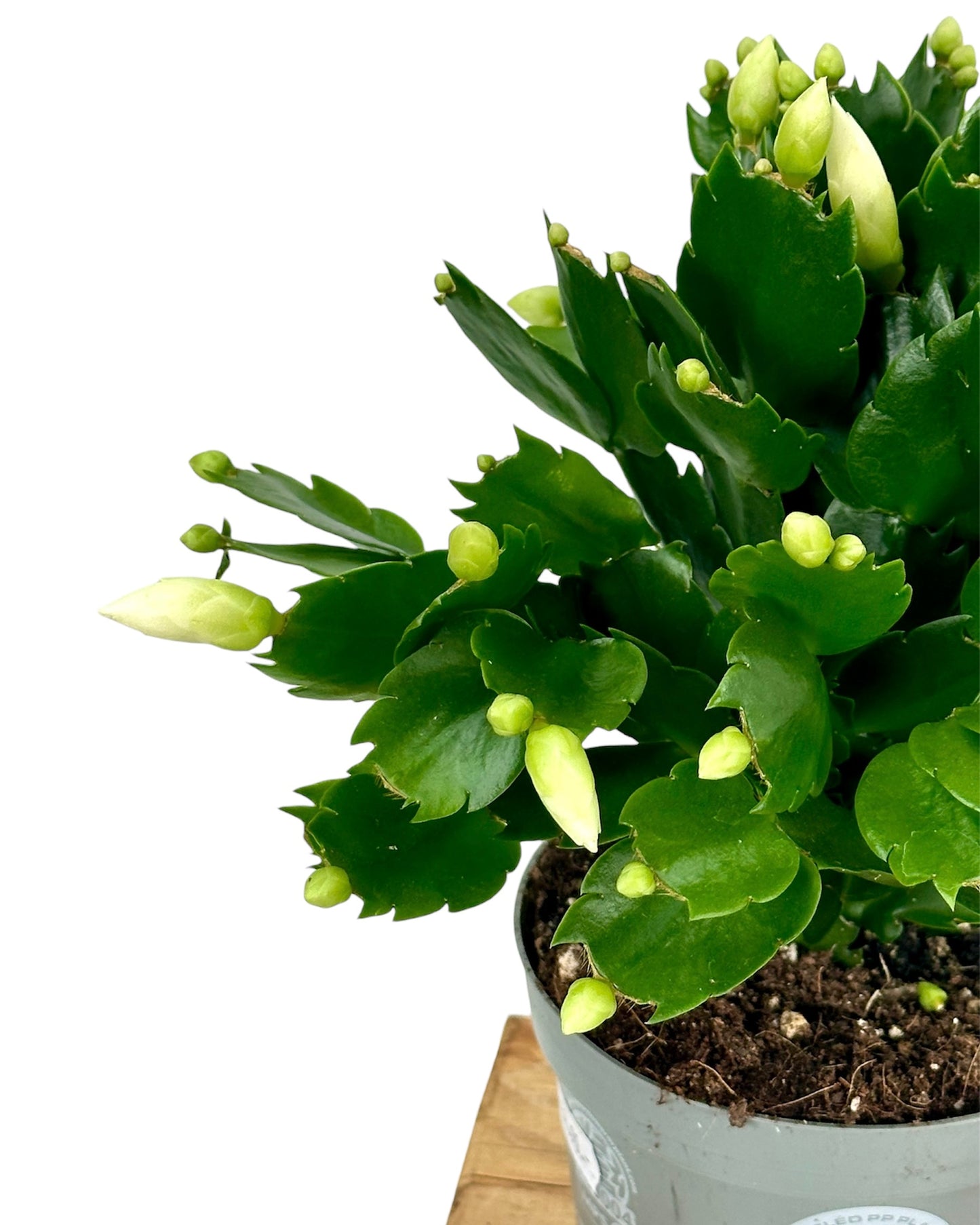 Schlumbergera - Cactus de Noël - Blanc