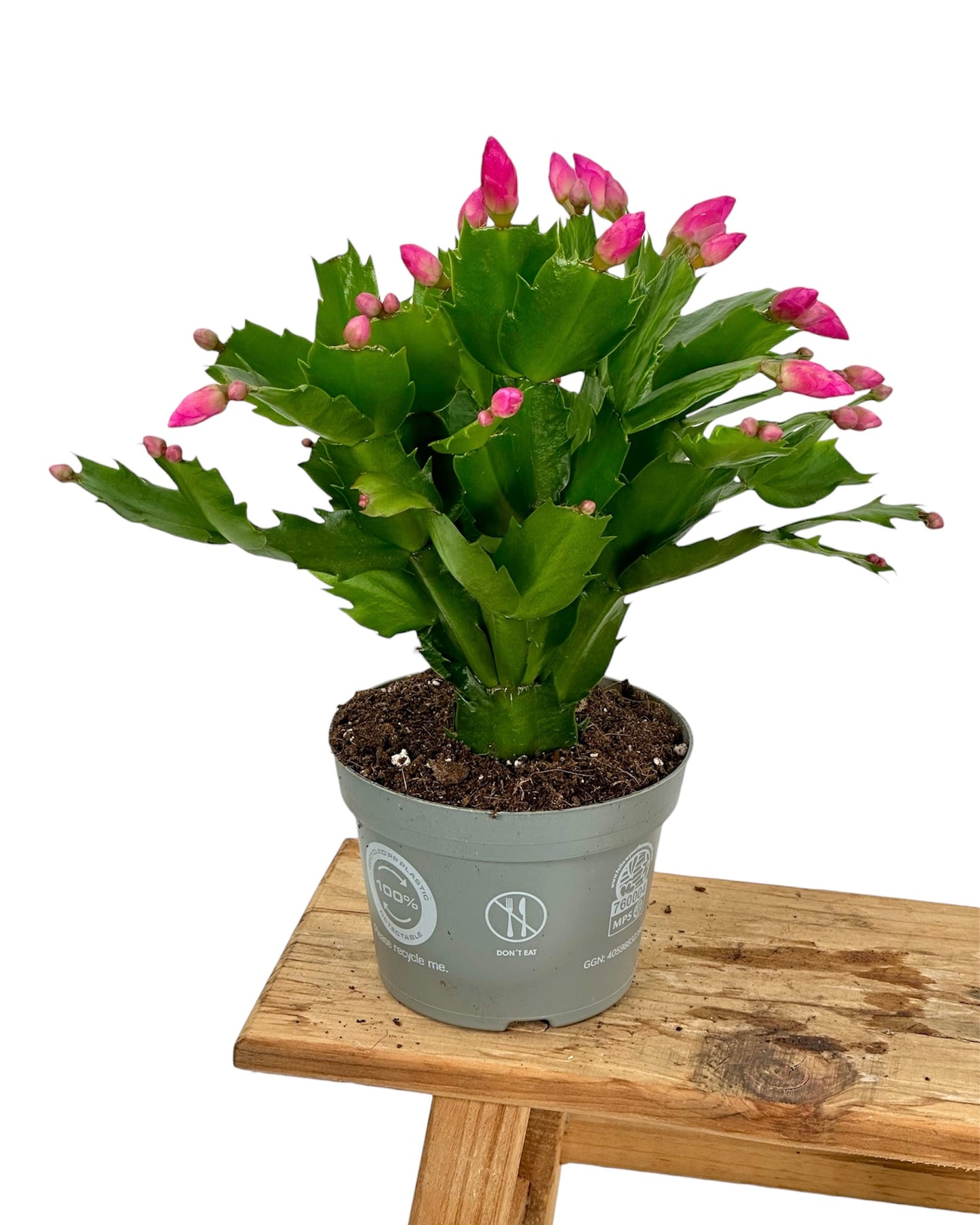 Schlumbergera - Cactus de Noël - Rose