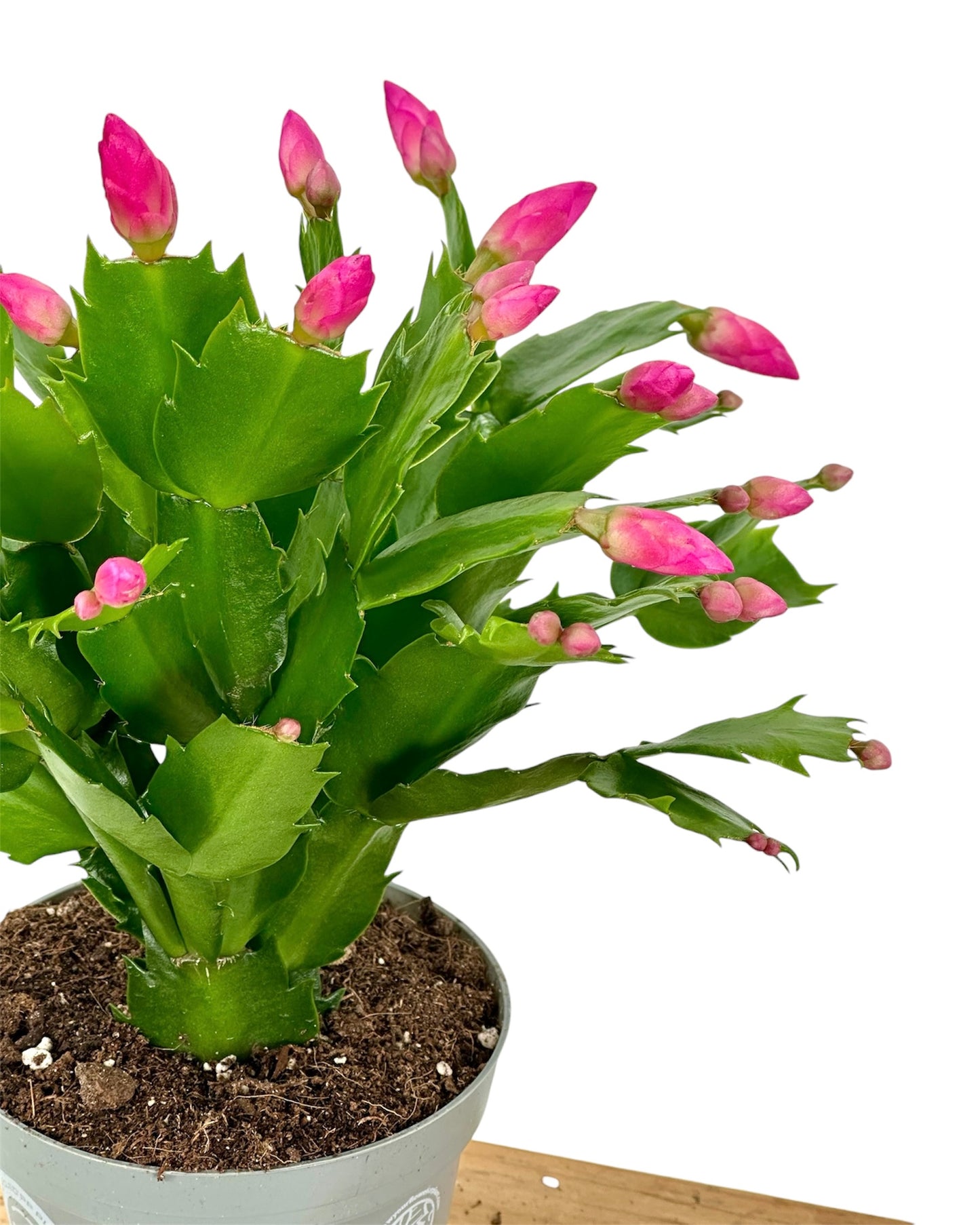 Schlumbergera - Cactus de Noël - Rose