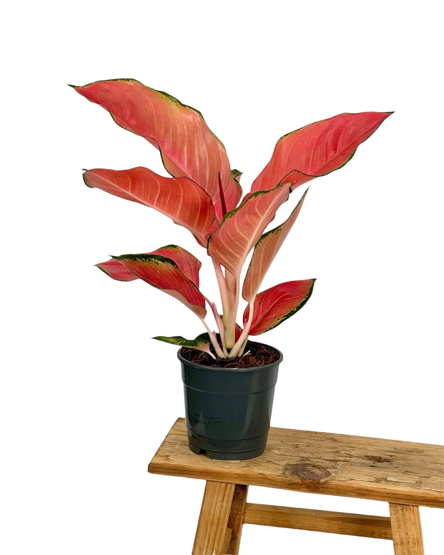 Aglaonema China Red