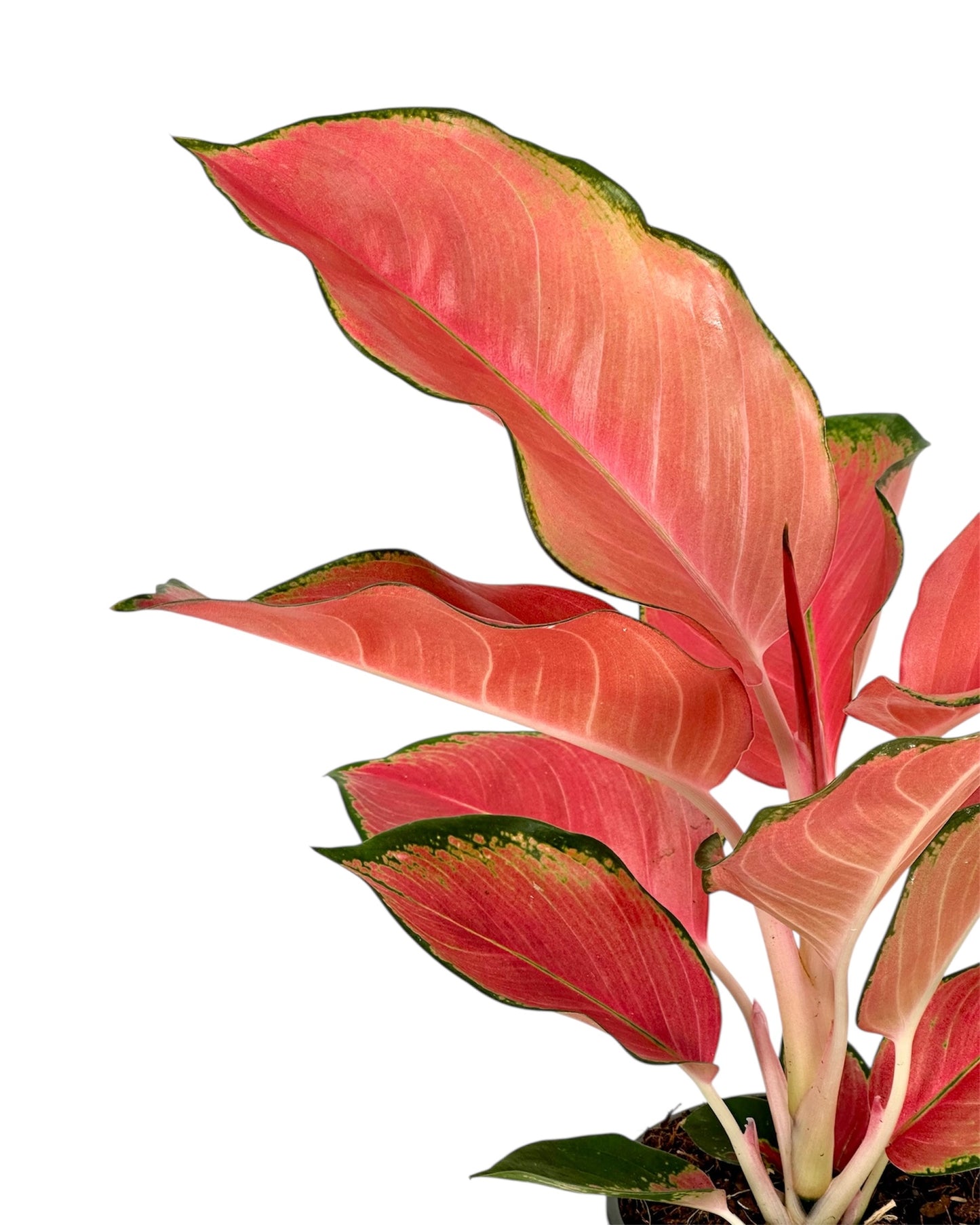 Aglaonema China Red