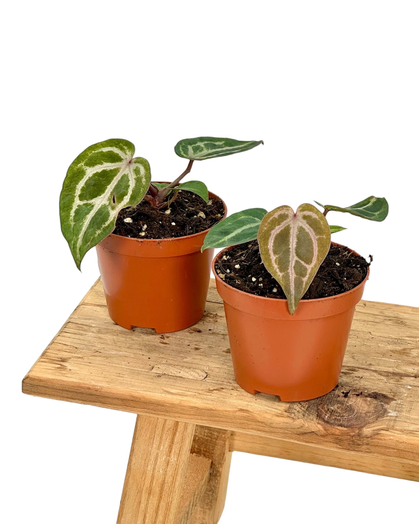 Anthurium Red Crystallinum