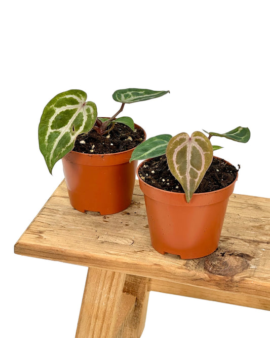 Anthurium Red Crystallinum