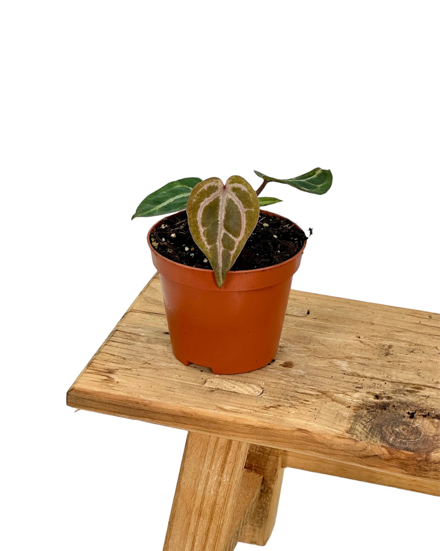 Anthurium Red Crystallinum