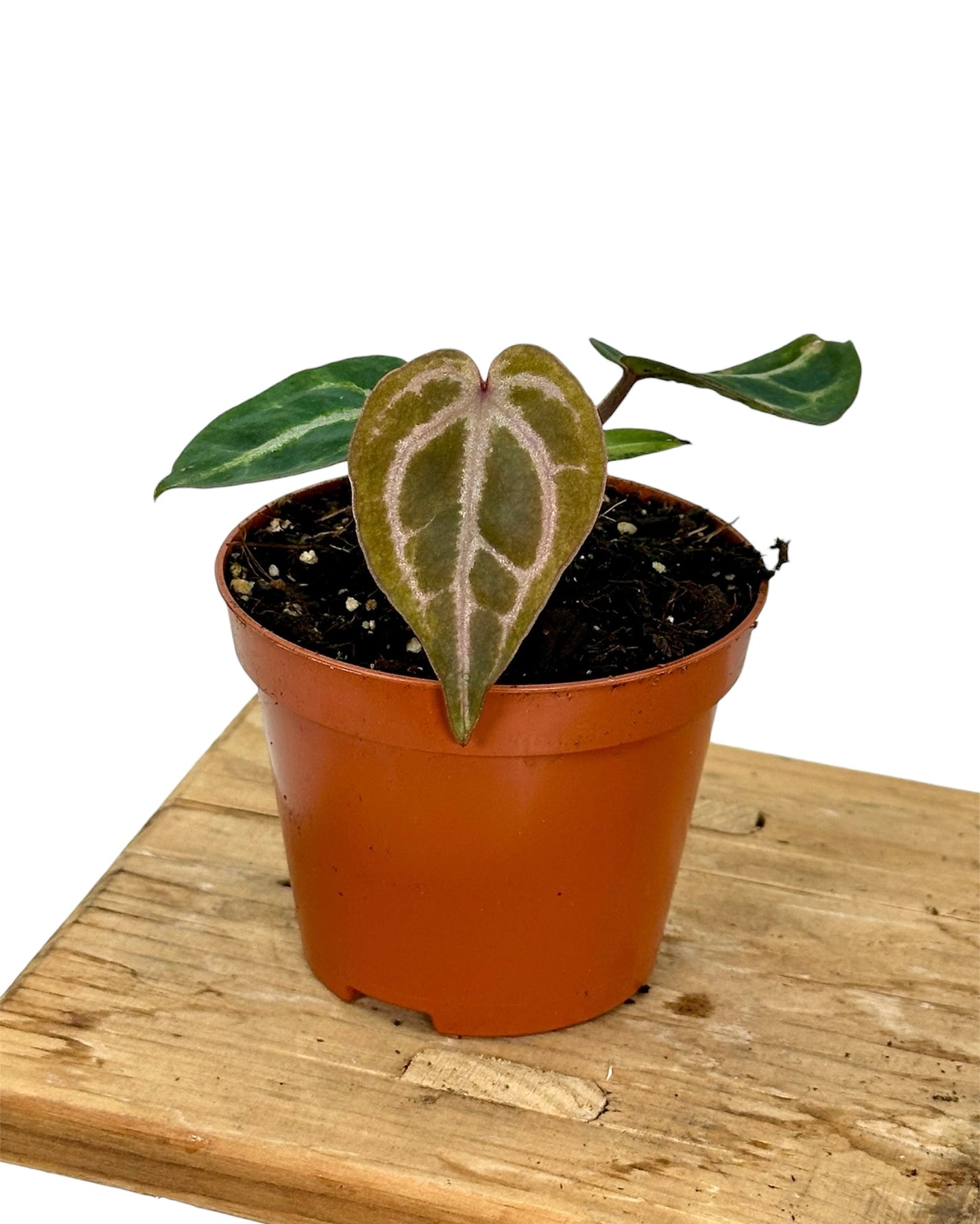 Anthurium Red Crystallinum