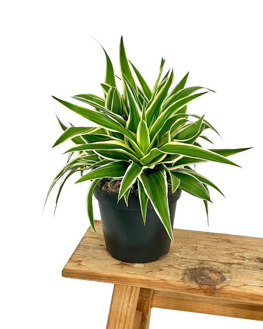 Chlorophytum Comosum Ocean