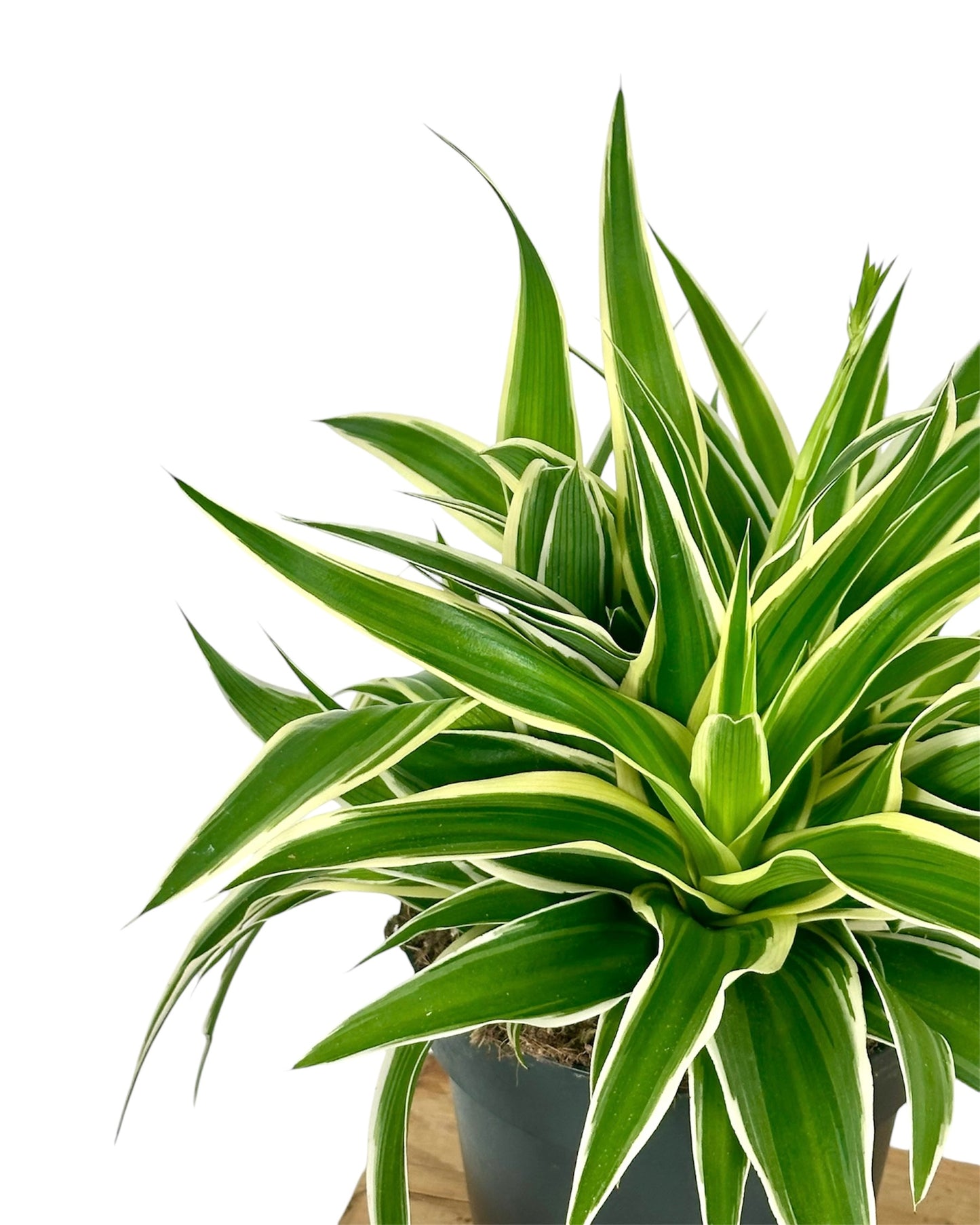 Chlorophytum Comosum Ocean