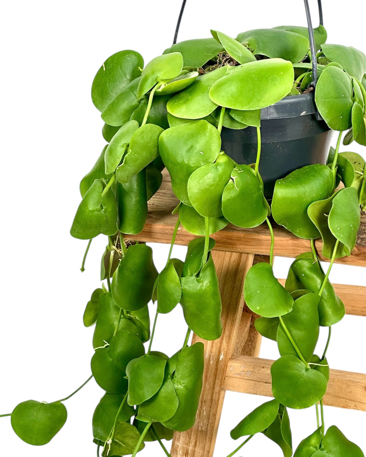 Dischidia Platyphylla - Suspension