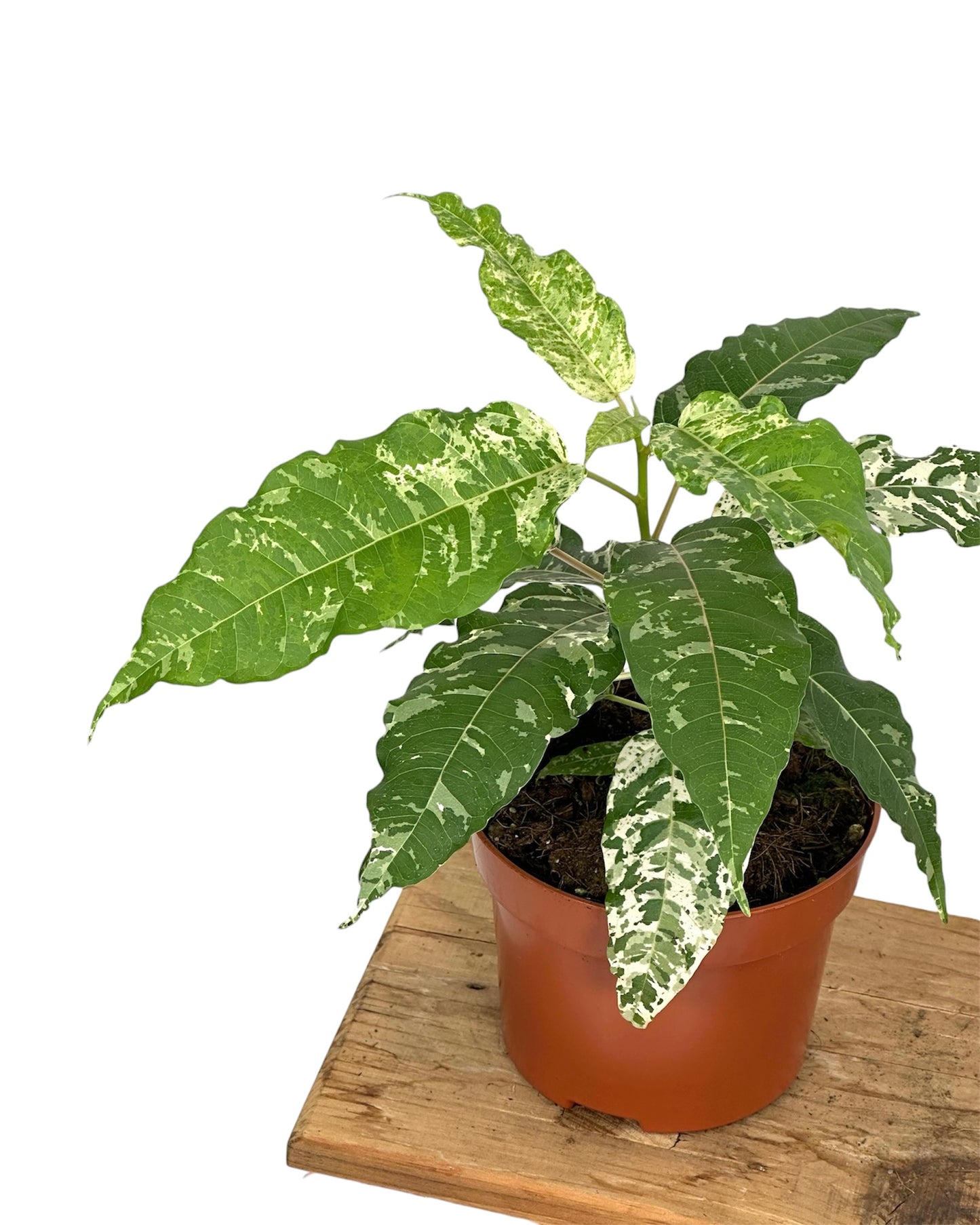 Ficus Snowstorm