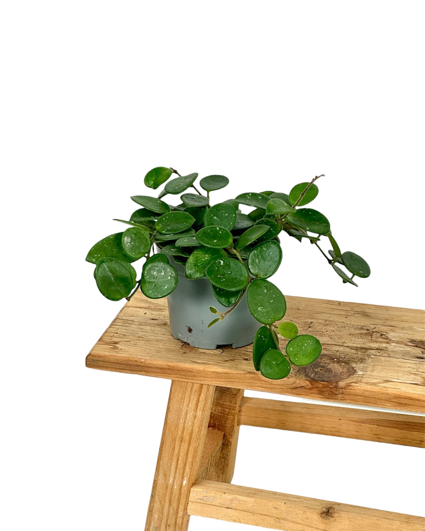 Hoya Serpens Mathilde