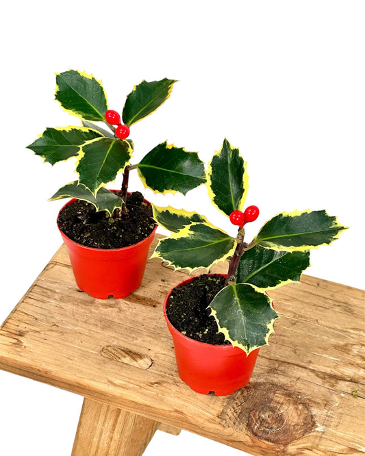 Ilex Argentea Marginata - Houx panaché - Baby plant