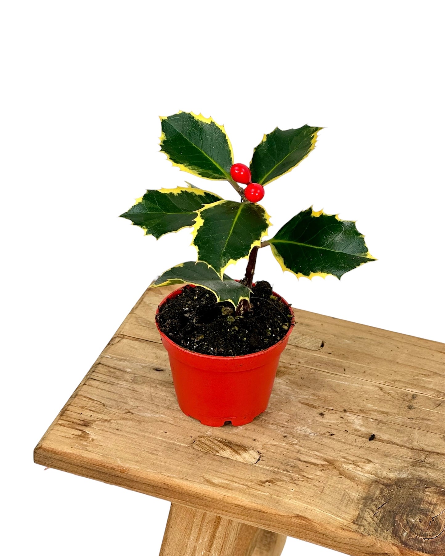 Ilex Argentea Marginata - Houx panaché - Baby plant