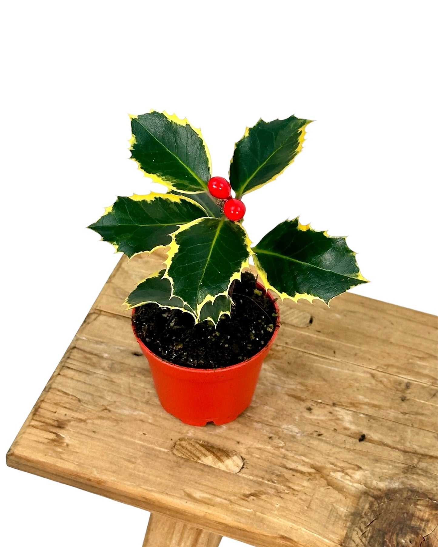 Ilex Argentea Marginata - Houx panaché - Baby plant