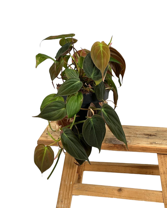 Philodendron Scandens Micans