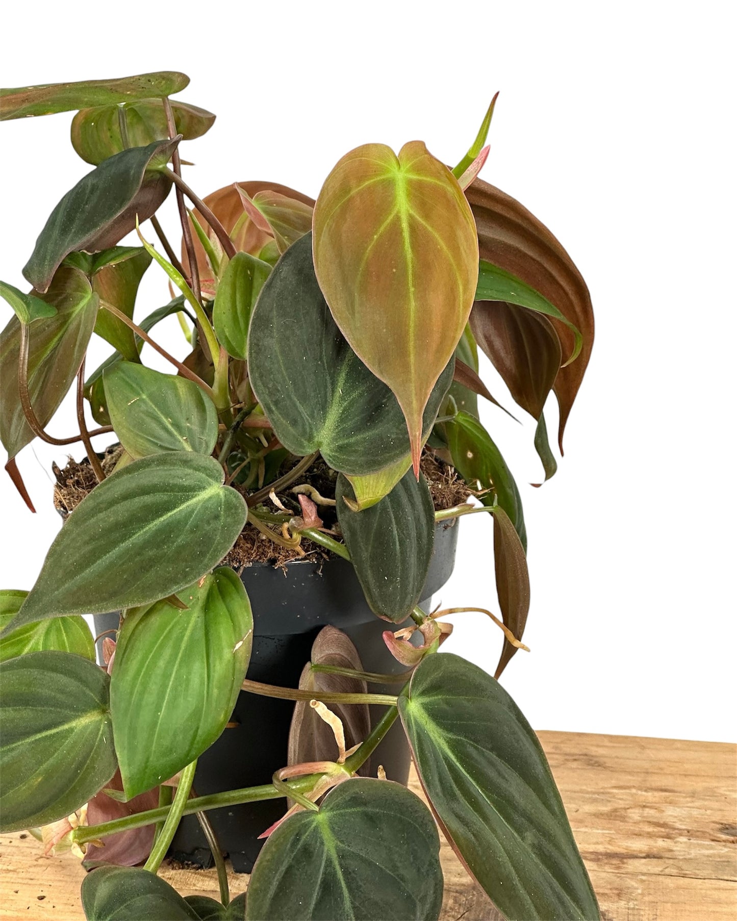 Philodendron Scandens Micans