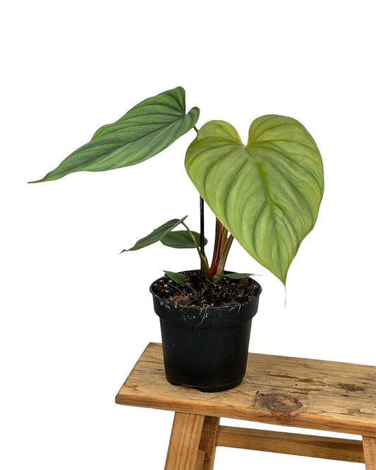 Philodendron Colombia