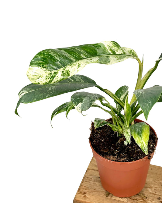 Rhaphidophora Puberula variegata