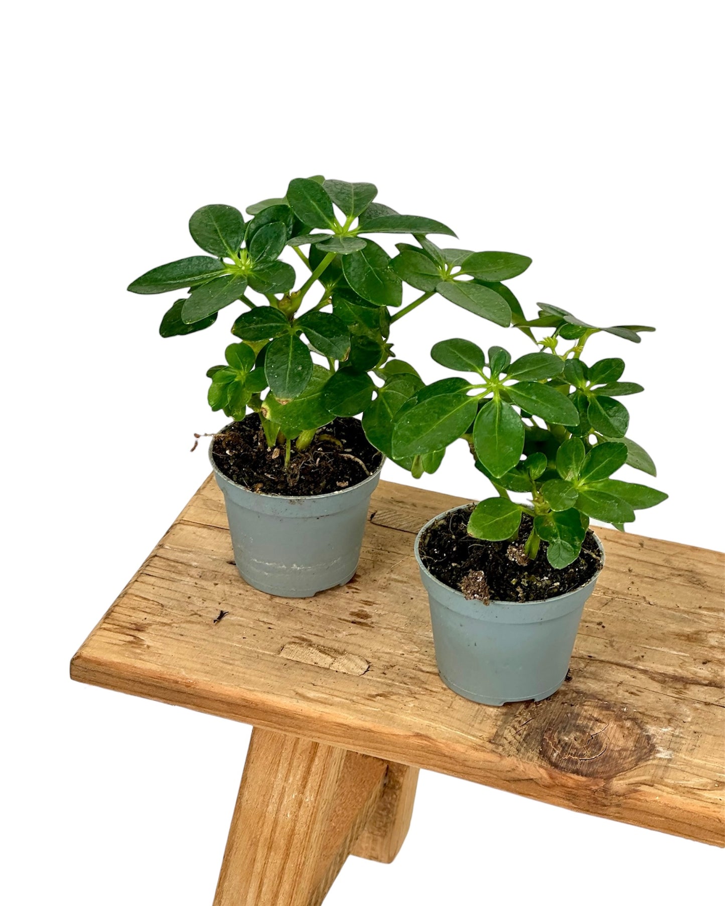 Schefflera Arboricola - Baby plant