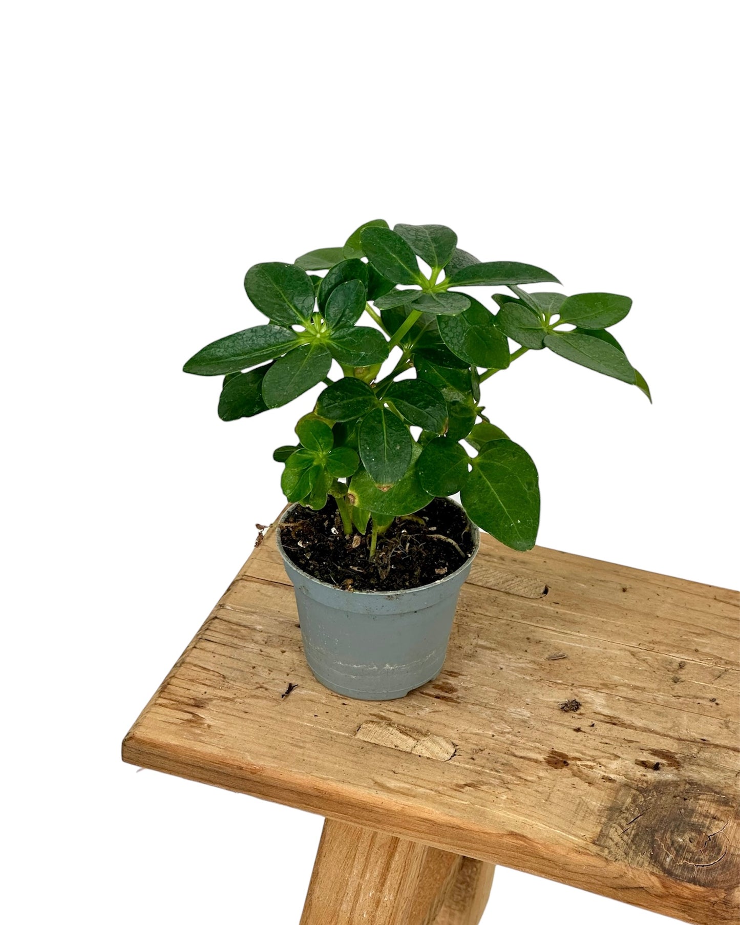 Schefflera Arboricola - Baby plant