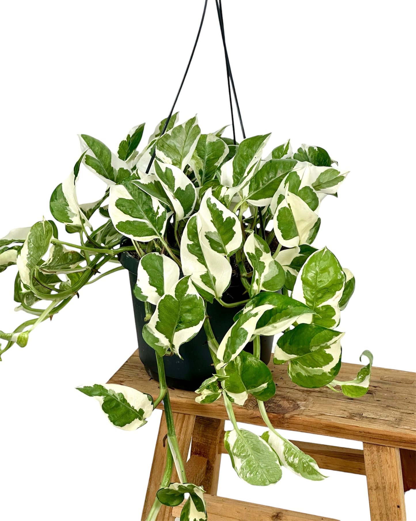 Epipremnum N’Joy ''Pothos N'Joy'' - suspension