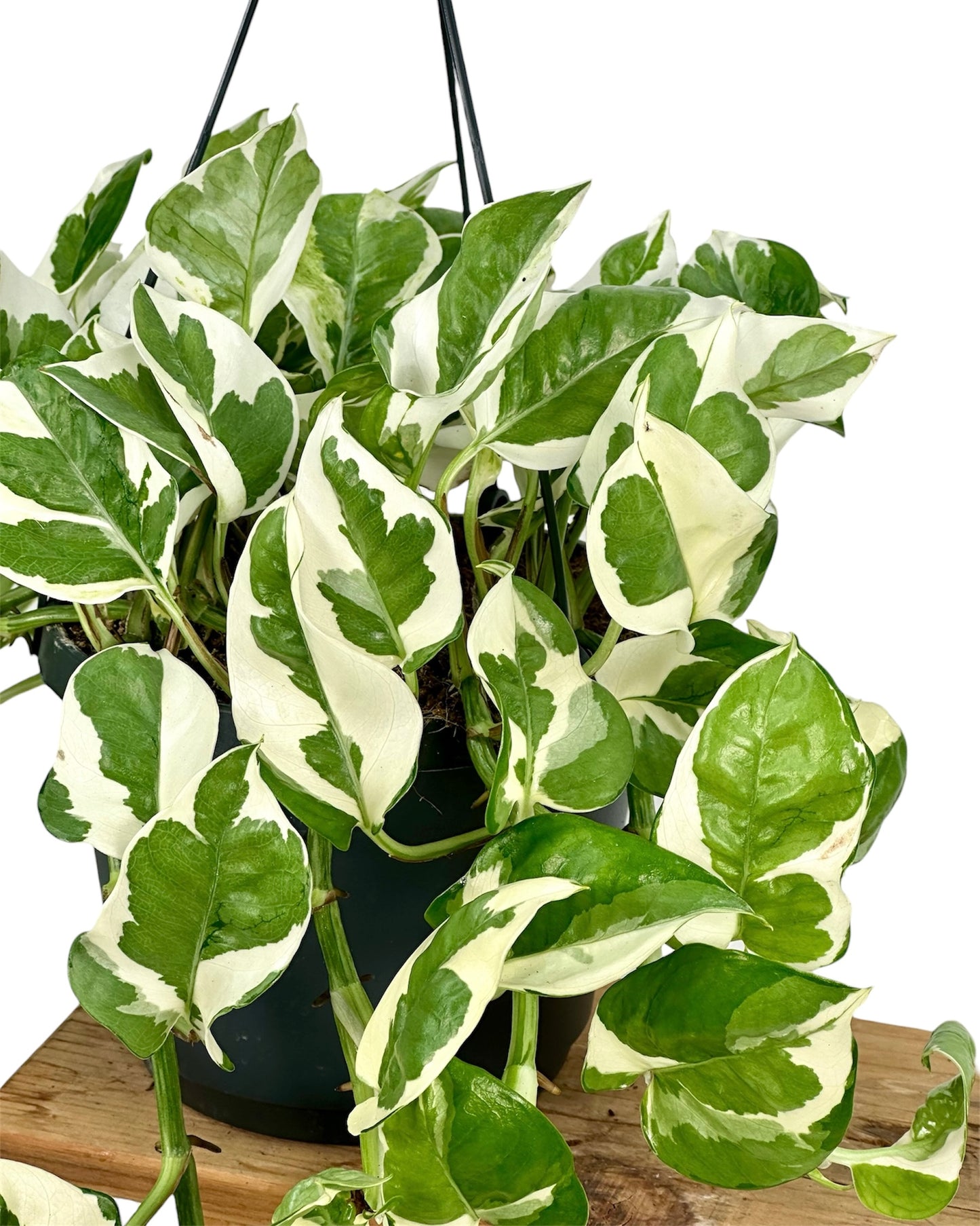 Epipremnum N’Joy ''Pothos N'Joy'' - suspension
