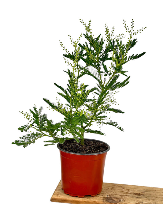 Acacia Dealbata - Mimosa