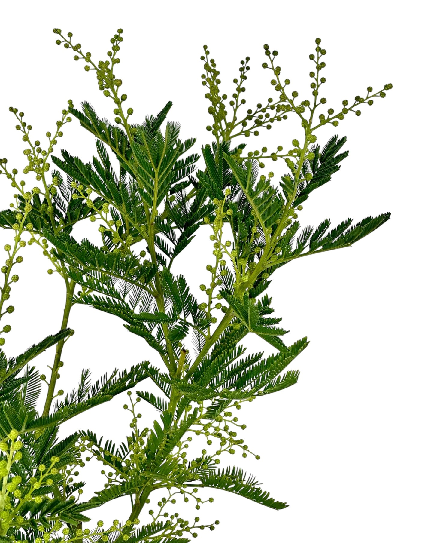 Acacia Dealbata - Mimosa