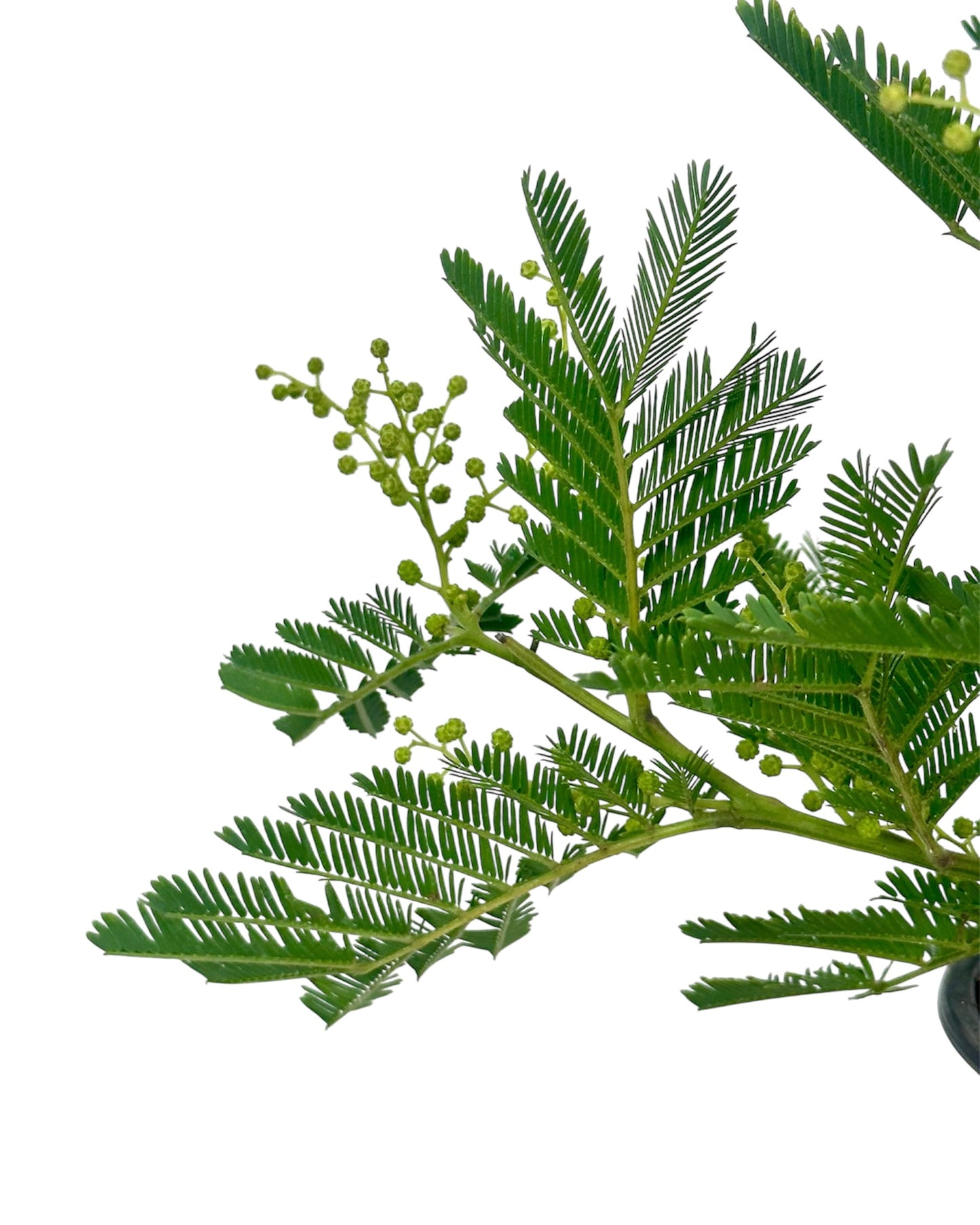 Acacia Dealbata - Mimosa