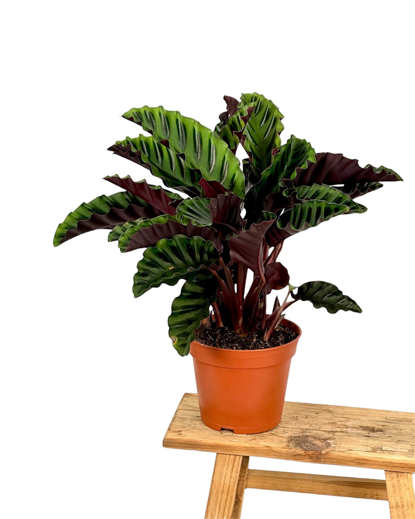 Calathea Velvet Glory