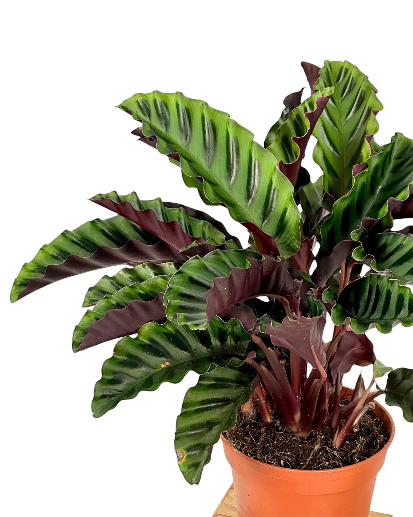 Calathea Velvet Glory