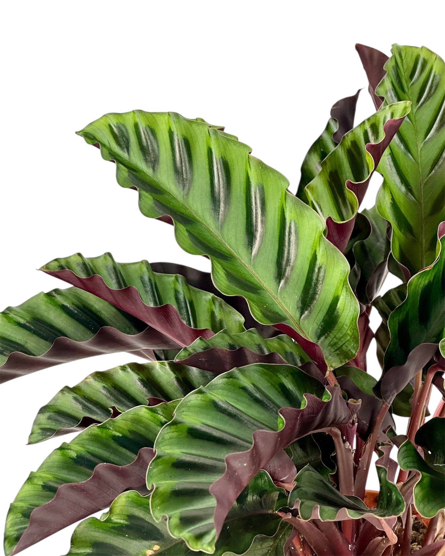 Calathea Velvet Glory