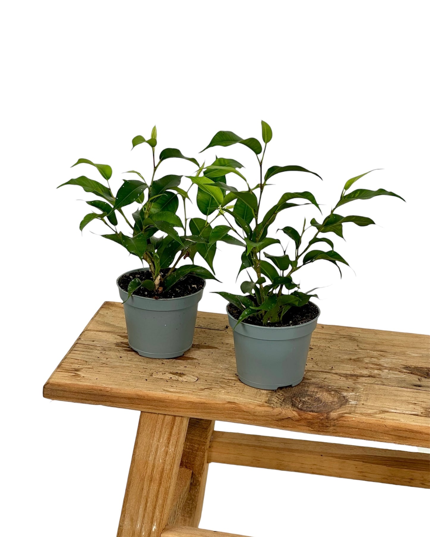 Ficus Benjamina Natasja - Baby plant
