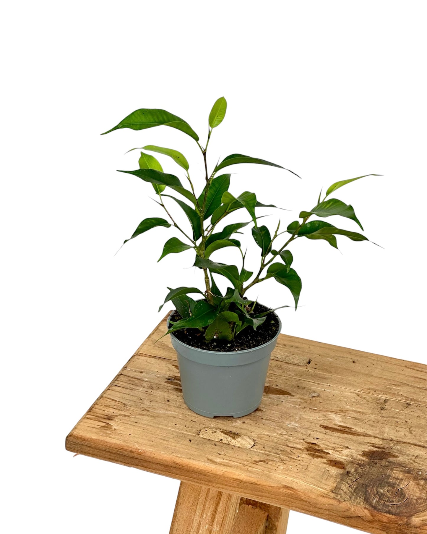Ficus Benjamina Natasja - Baby plant