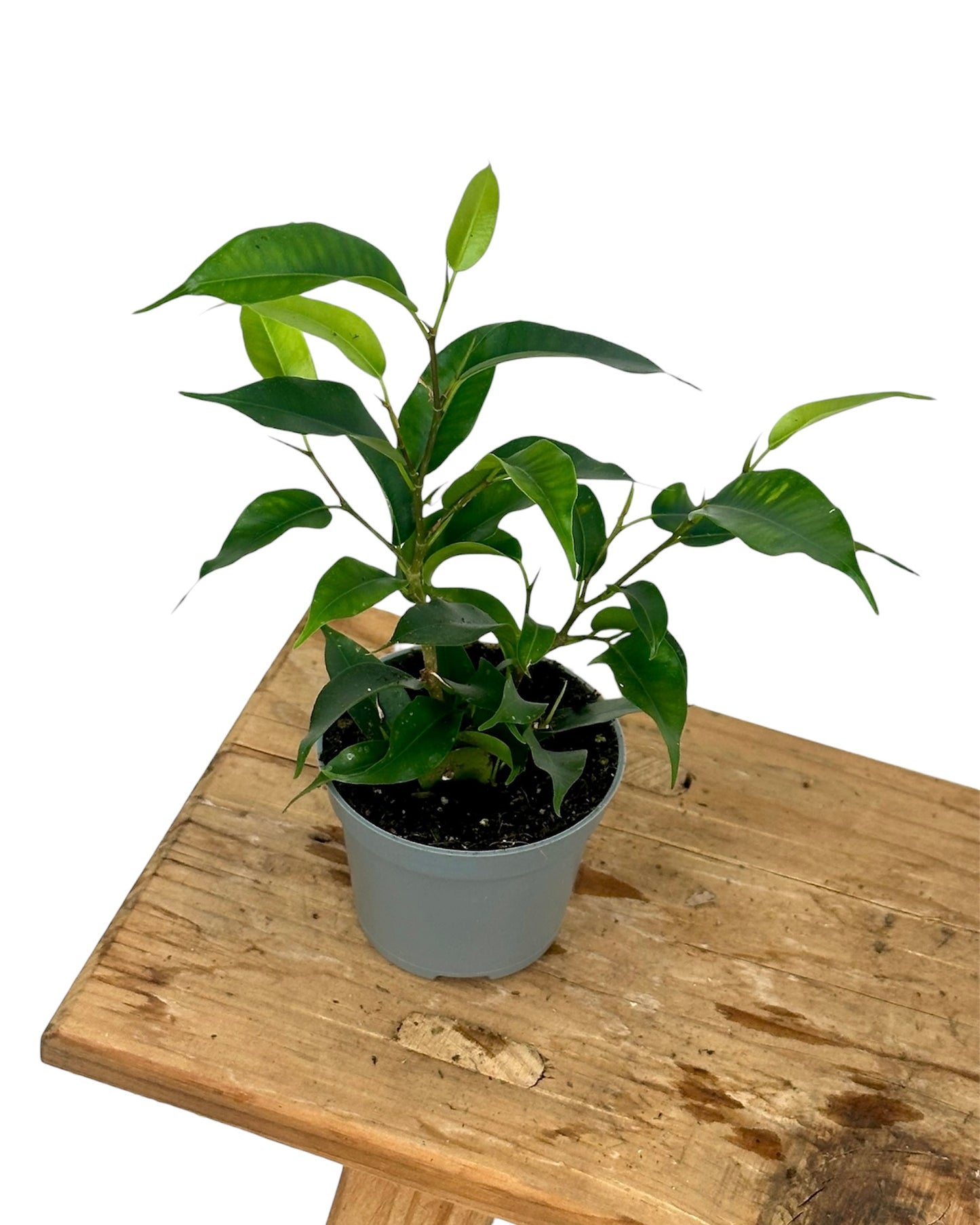 Ficus Benjamina Natasja - Baby plant