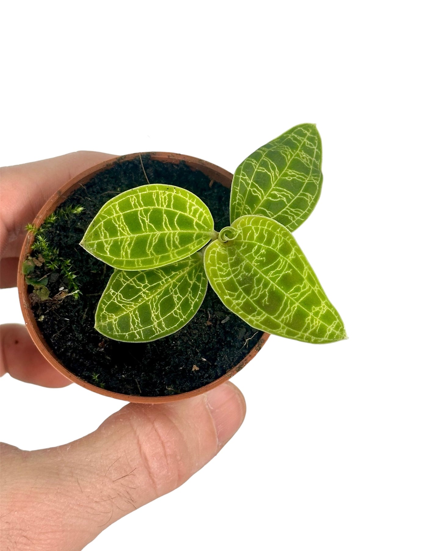 Orchidée bijou ''Macodes petola''