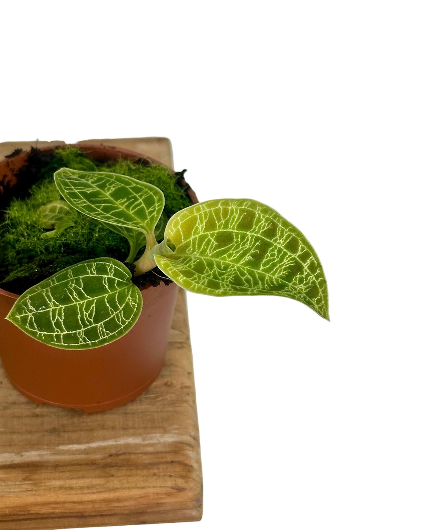 Orchidée bijou ''Macodes petola''