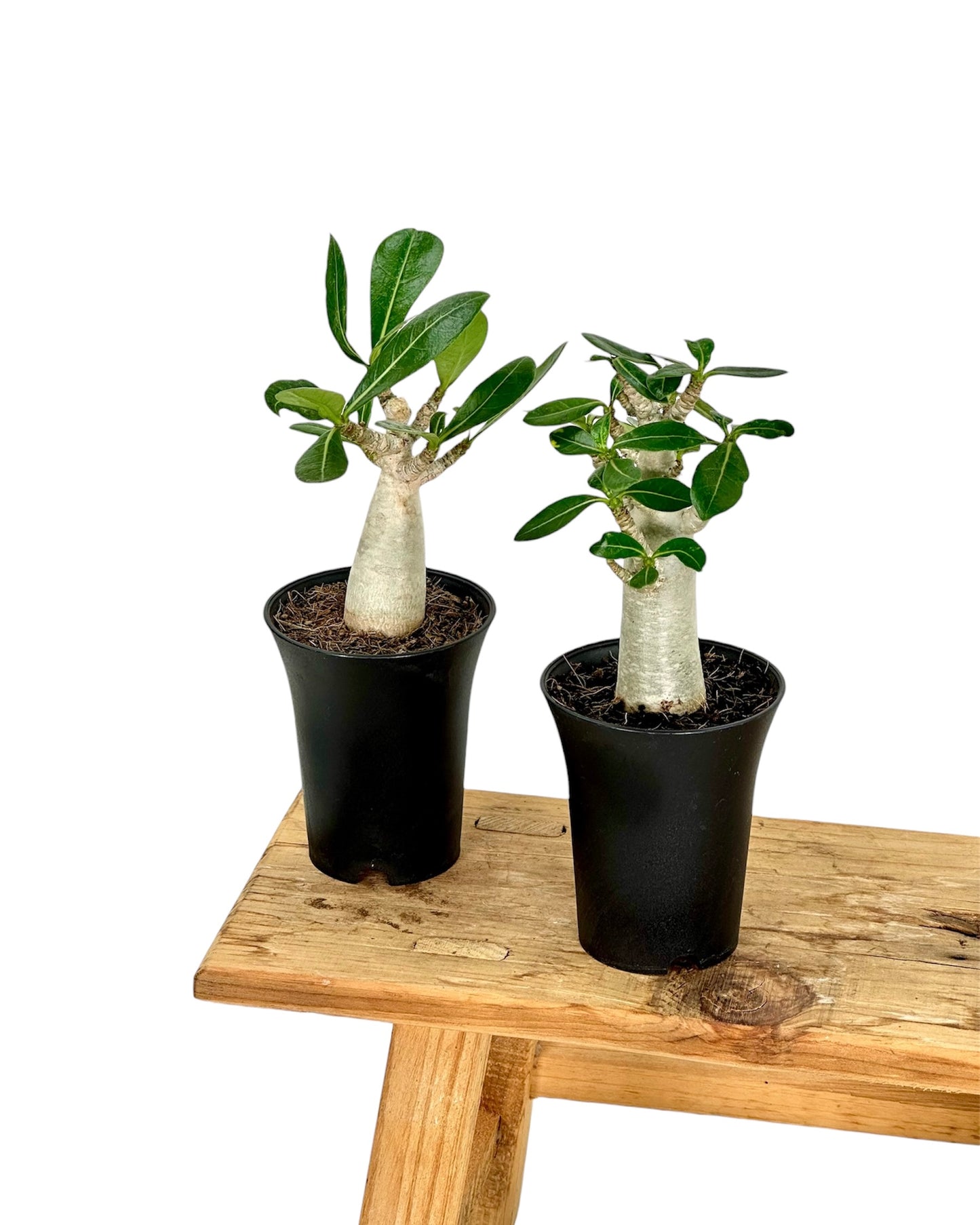 Adenium Obesum Baobab - Rose du désert - Baby plant